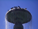 Alumni-Verein Brunnen mit Tauben im August